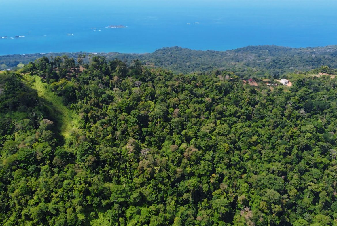 JUNGLE DREAMS FARM: WHERE NATURE MEETS SERENITY – 20 ACRES